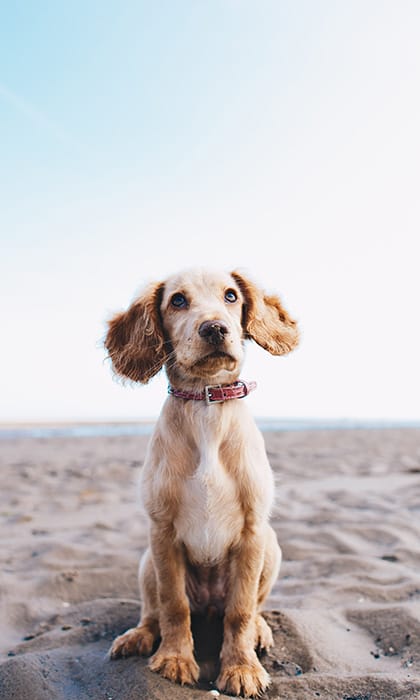 Dog friendly beaches Norfolk Brancaster