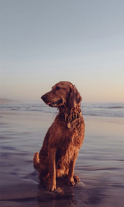 Dog friendly beaches Norfolk Holkham