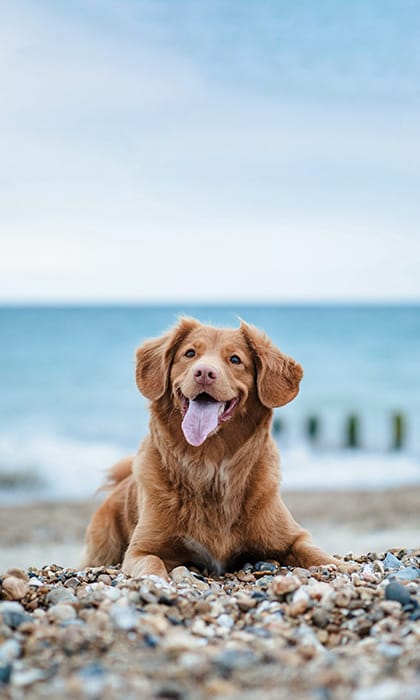 Dog friendly beaches Norfolk Great Yarmouth