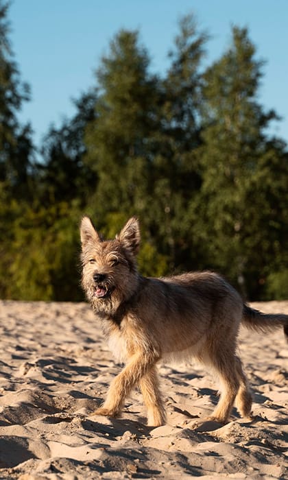 Dog friendly beaches Norfolk