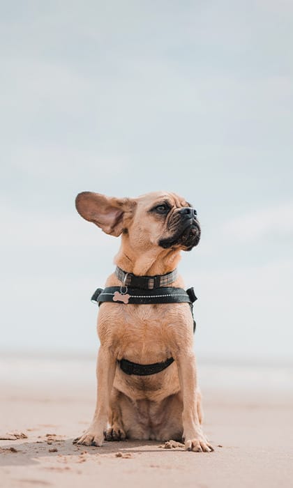 Dog friendly beaches Norfolk Hunstanton