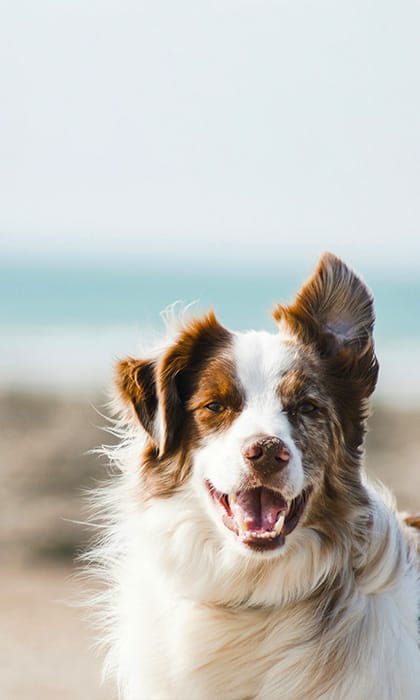 Dog friendly beaches Norfolk Mundesley