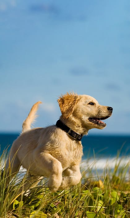 Dog friendly beaches Norfolk Sea Palling