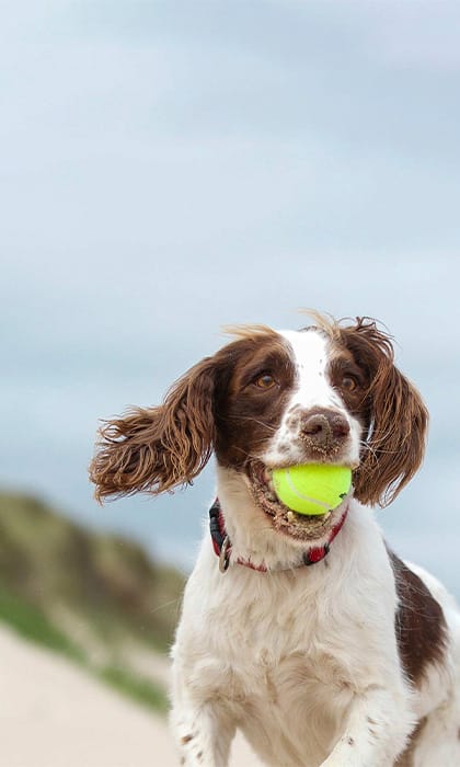 Dog friendly beaches Norfolk Sheringham