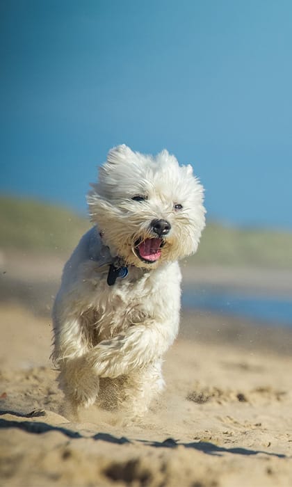 Dog friendly beaches Norfolk Cromer