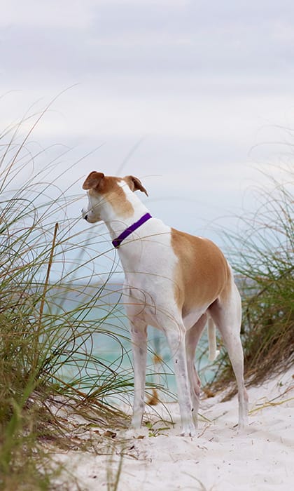 Dog friendly beaches Norfolk Wells-next-the-Sea