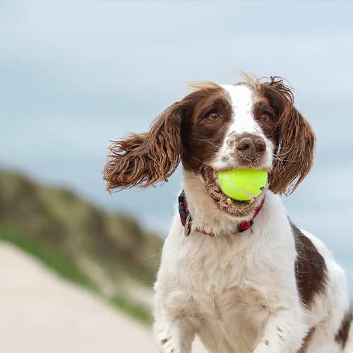Dog Friendly Cottage Holidays in Norfolk- A Guide for Pet Lovers