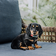 Dog-friendly cottages with enclosed gardens in Norfolk