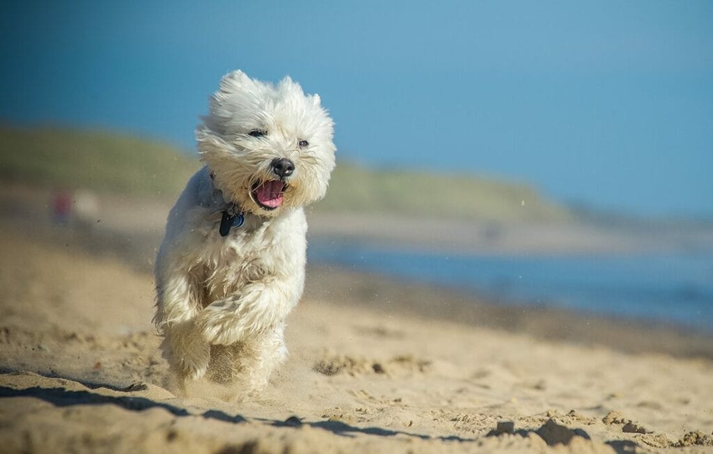 Dog friendly beaches in Norfolk