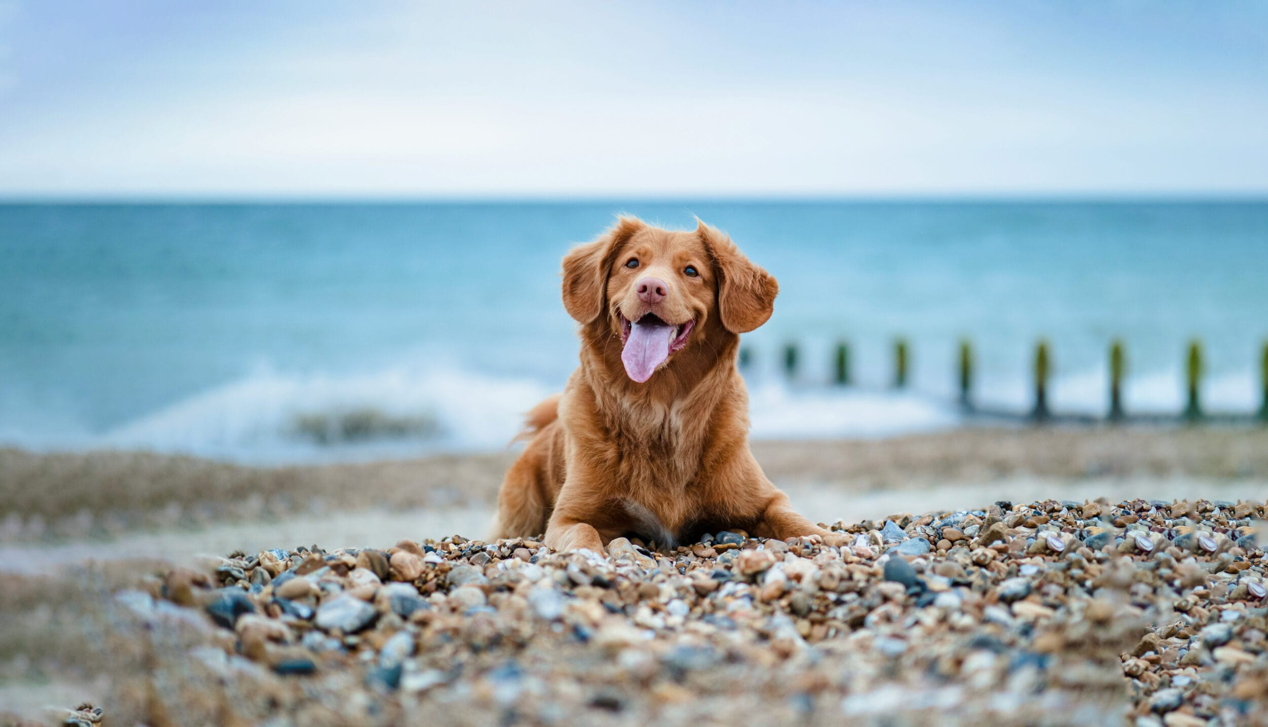 Dog Friendly Cottages in Norfolk